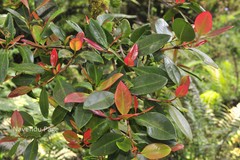 Garcinia gummi-gutta